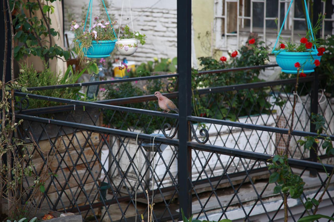 Terrace Garden Boutique Hotel 第比利斯 外观 照片
